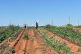 Backpackers harvesting asparagus in Victoria's Sunraysia region.