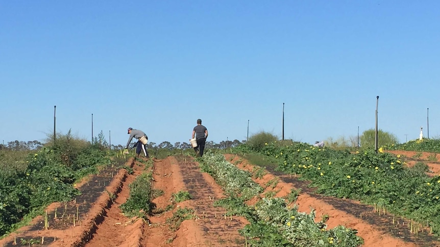 Backpackers harvesting asparagus in Victoria's Sunraysia region.