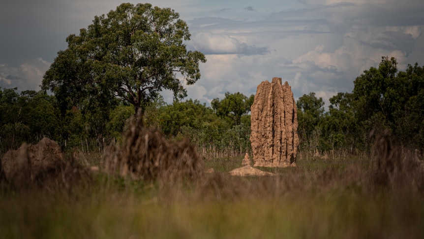A termite mound near Rockhole.