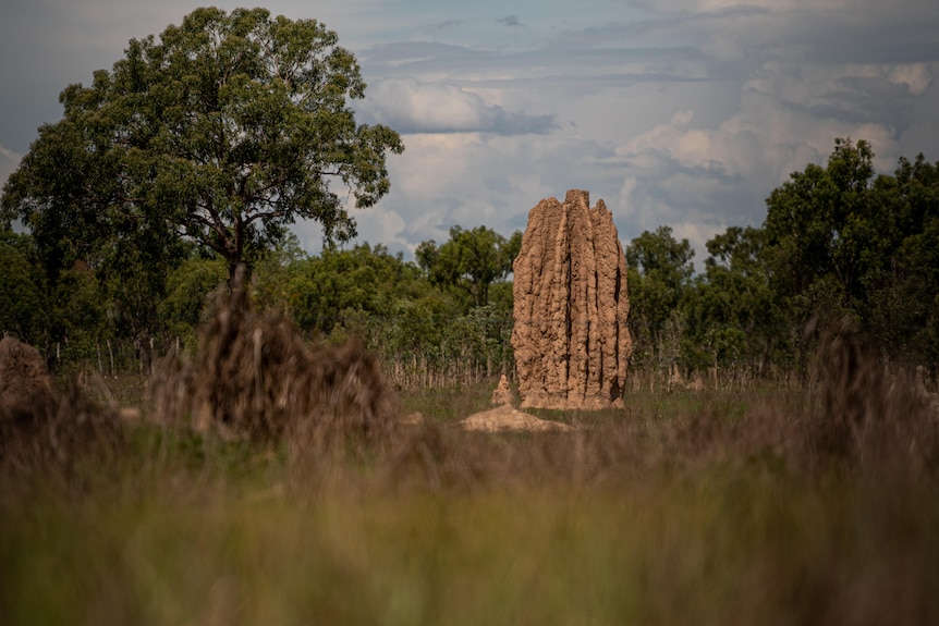 A termite mound near Rockhole.