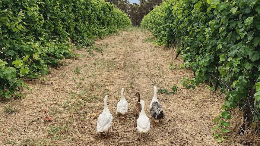 Five ducks walking in between green vineyard row.