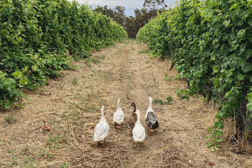 Five ducks walking in between green vineyard row.
