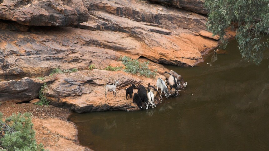 Feral Goats at Mutawintji Gorge Mootwingee in National Park