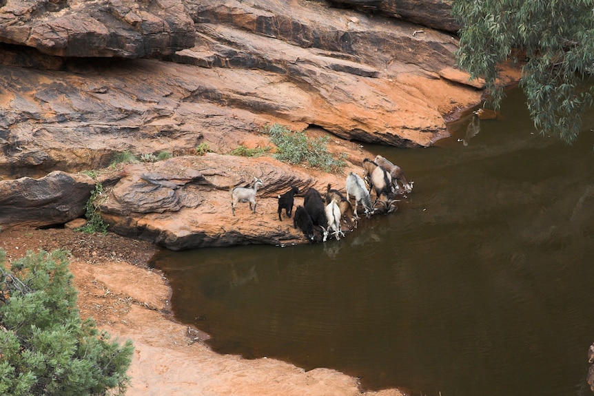 Feral goats at Mutawintji Gorge Mootwingee in National Park