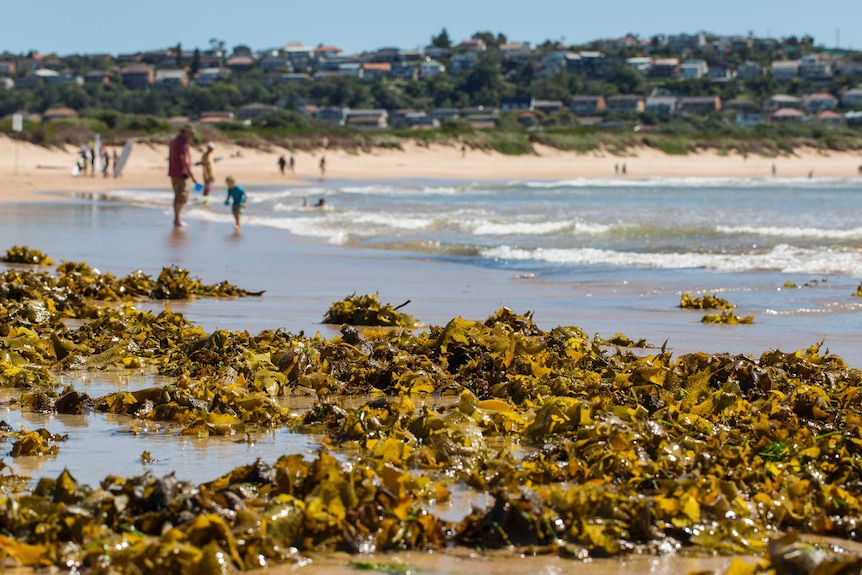 A kelp stranding at Dee Why