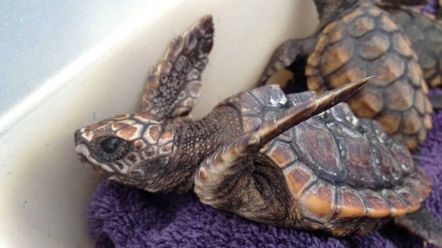 Juvenile sea turtles (file image)