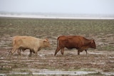 Two cattle walk in deep mud in flooded paddock near Richmond in north-west Queensland.