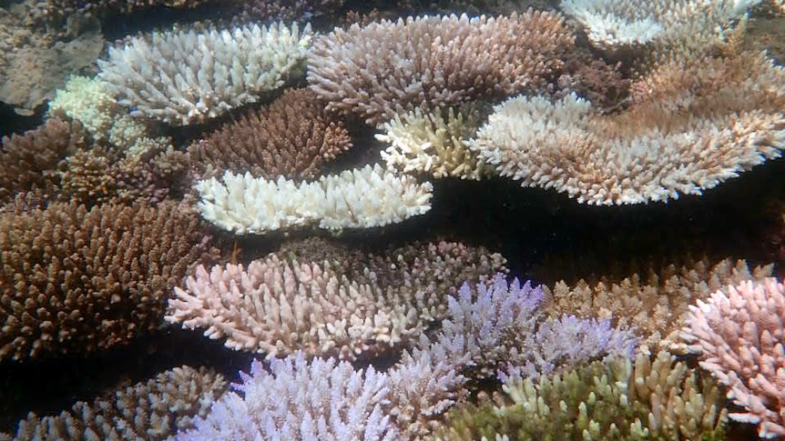 Colourful coral fans at different stages of bleaching