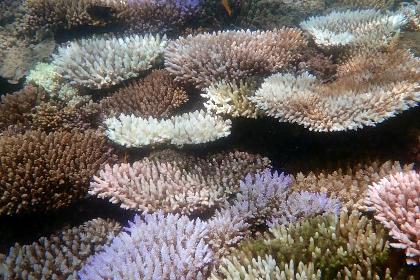 Colourful coral fans at different stages of bleaching