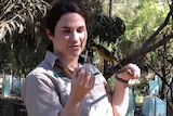 Zoos Victoria says it has successfully bred and released the endangered Helmeted Honeyeater.
