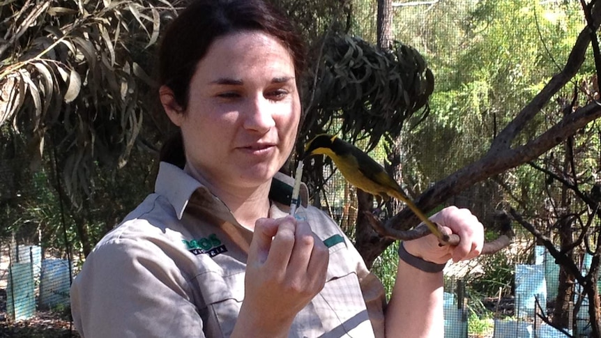 Zoos Victoria says it has successfully bred and released the endangered Helmeted Honeyeater.