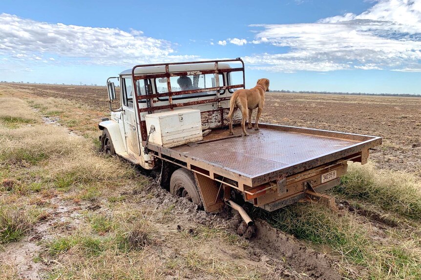 A ute seriously bogged in deep mud with a dog still standing on the back of the tray