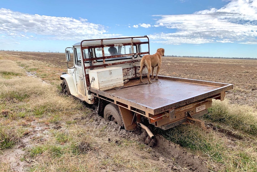 A ute seriously bogged in deep mud with a dog still standing on the back of the tray