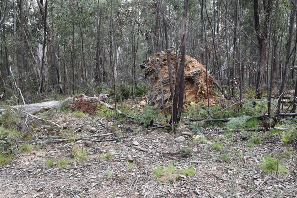 An upturned tree in thick Victorian high country bushland