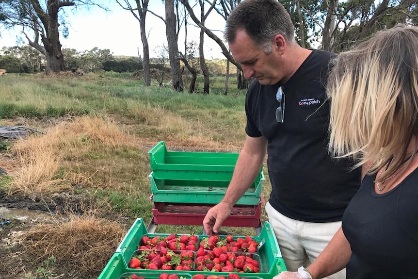 Strawberry grower Craig Morris
