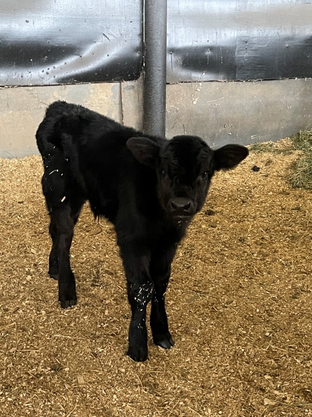 Ferdinand the orphan calf