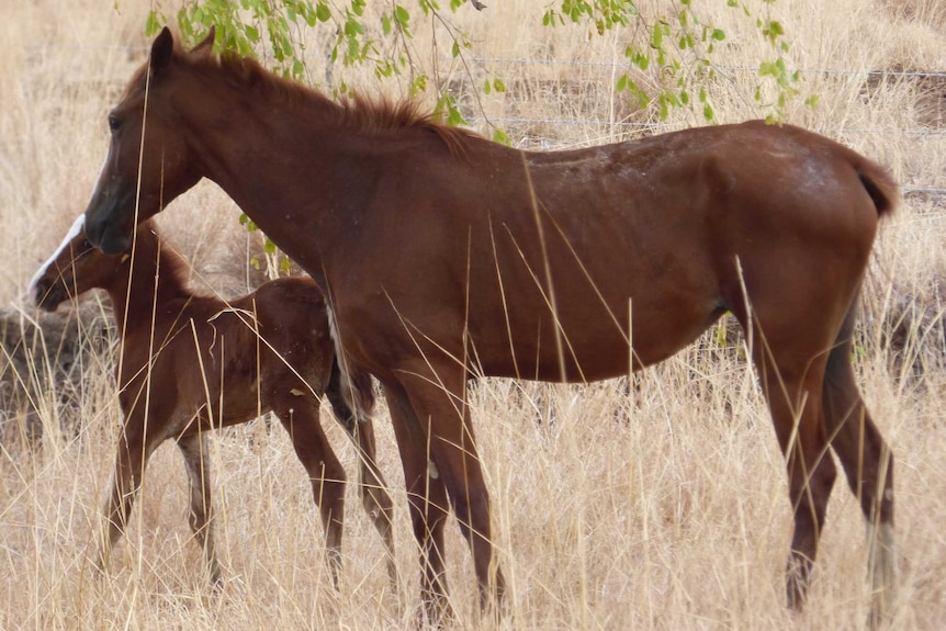 A feral mare and foal near a highway