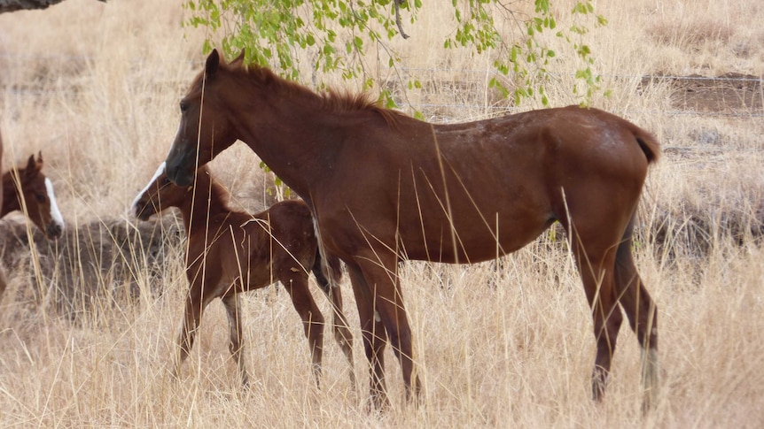 Feral mare and foal near highway