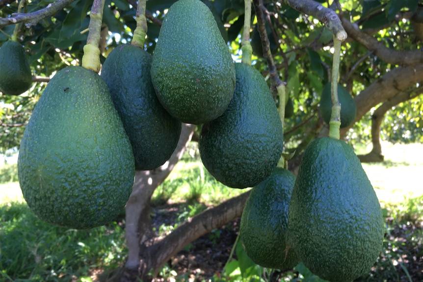 Avocadoes hanging from a tree.