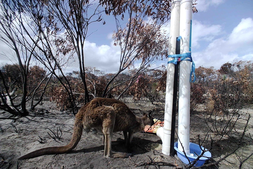 A kangaroo surrounded by burnt trees and ground eats from a feeding station