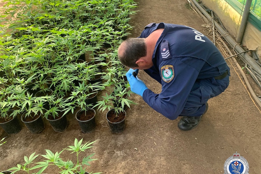 A policeman inspects cannabis plants