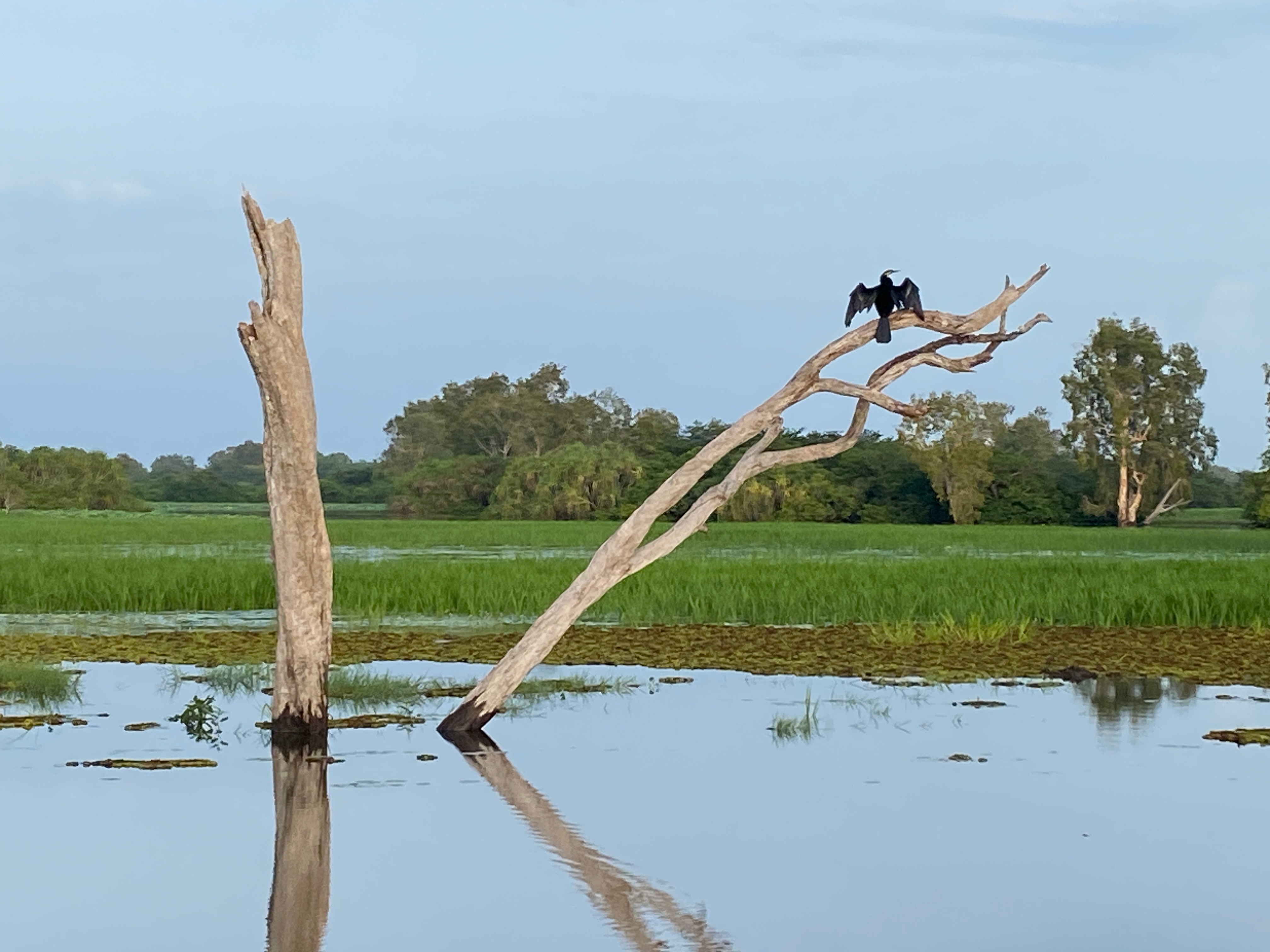 Two bare prongs of a tree trunk poke up from the water. A bird sits with open wings on the tree. Bright green grass grows.