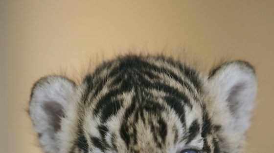 sumatran tiger cub