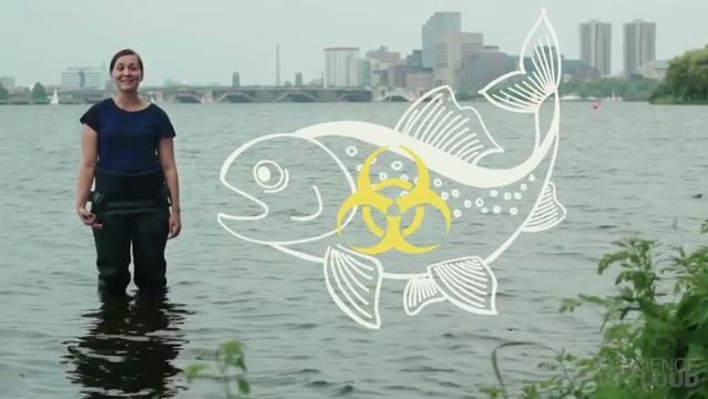 Woman stands knee-deep in water, beside her is a superimposed image of fish with universal biohazard symbol
