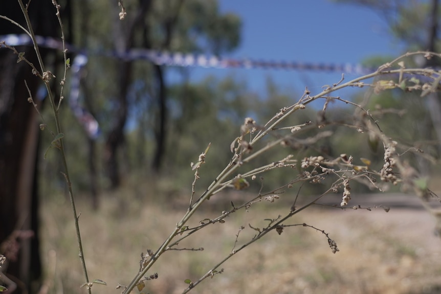 Police tape is strung between two trees across a country road