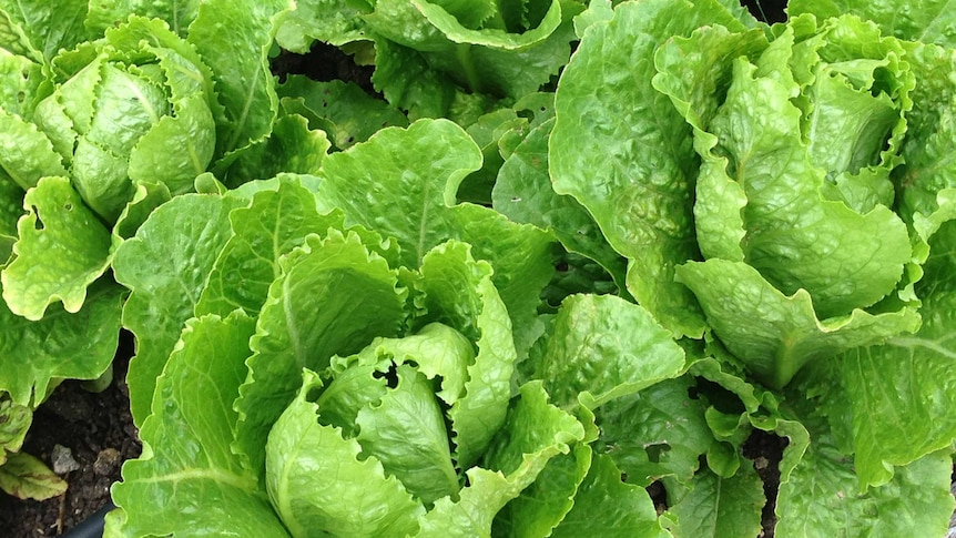 Close up of lettuce plants in garden. Dec 2013.