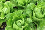 Green cos lettuces fill frame