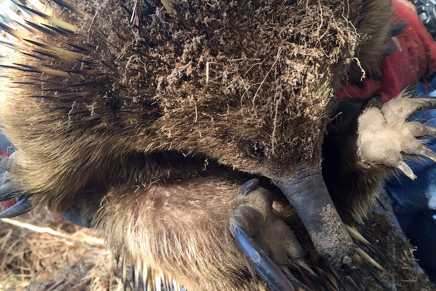 A dirt covered echidna