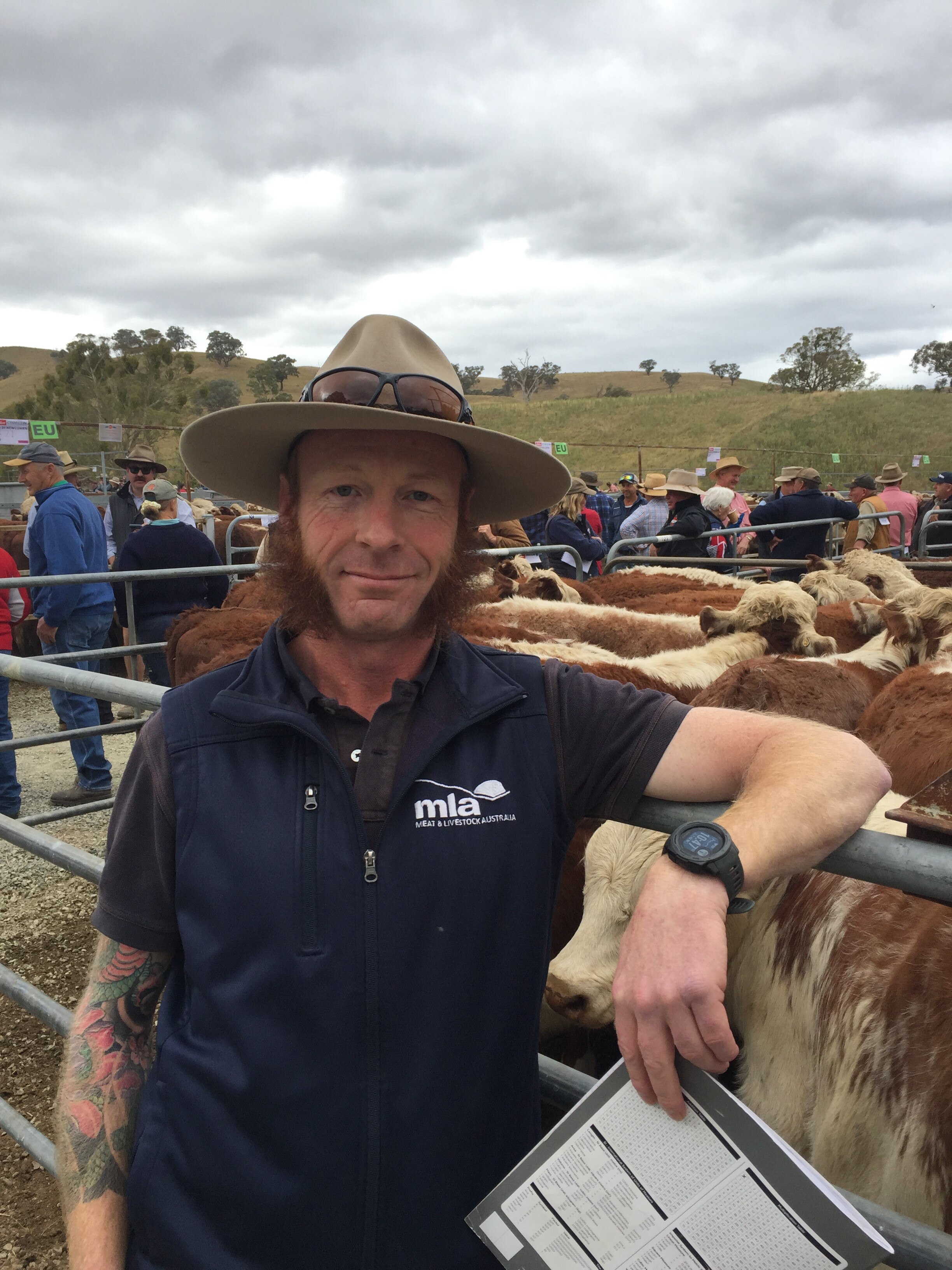 Cattle prices drop at High Country's historic Mountain Calf sale in