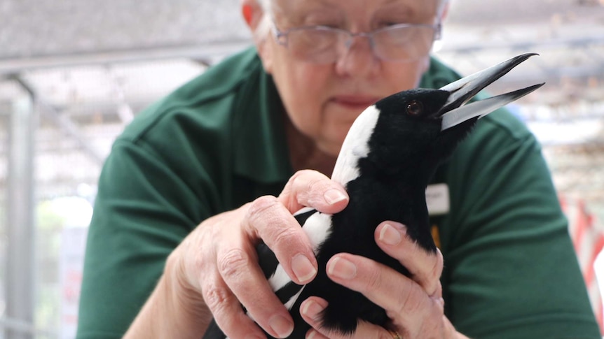 A wildlife carer examines a sick magpie.