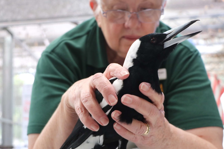 A wildlife carer examines a sick magpie.