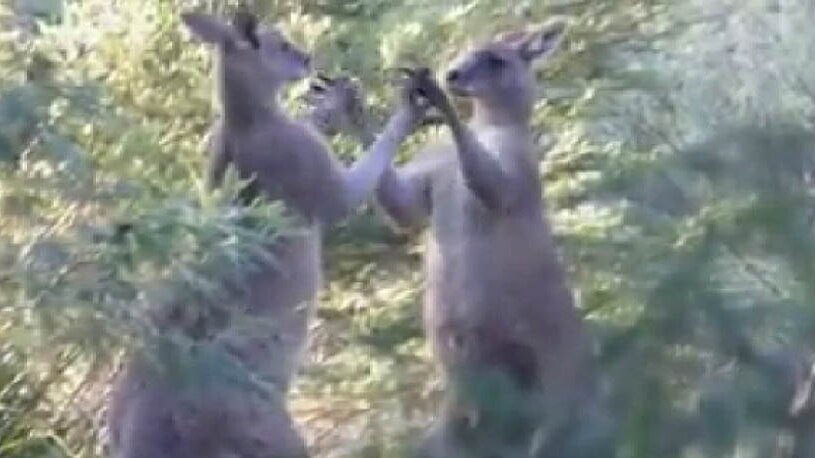 Two kangaroos fighting on Raymond Island in Victoria
