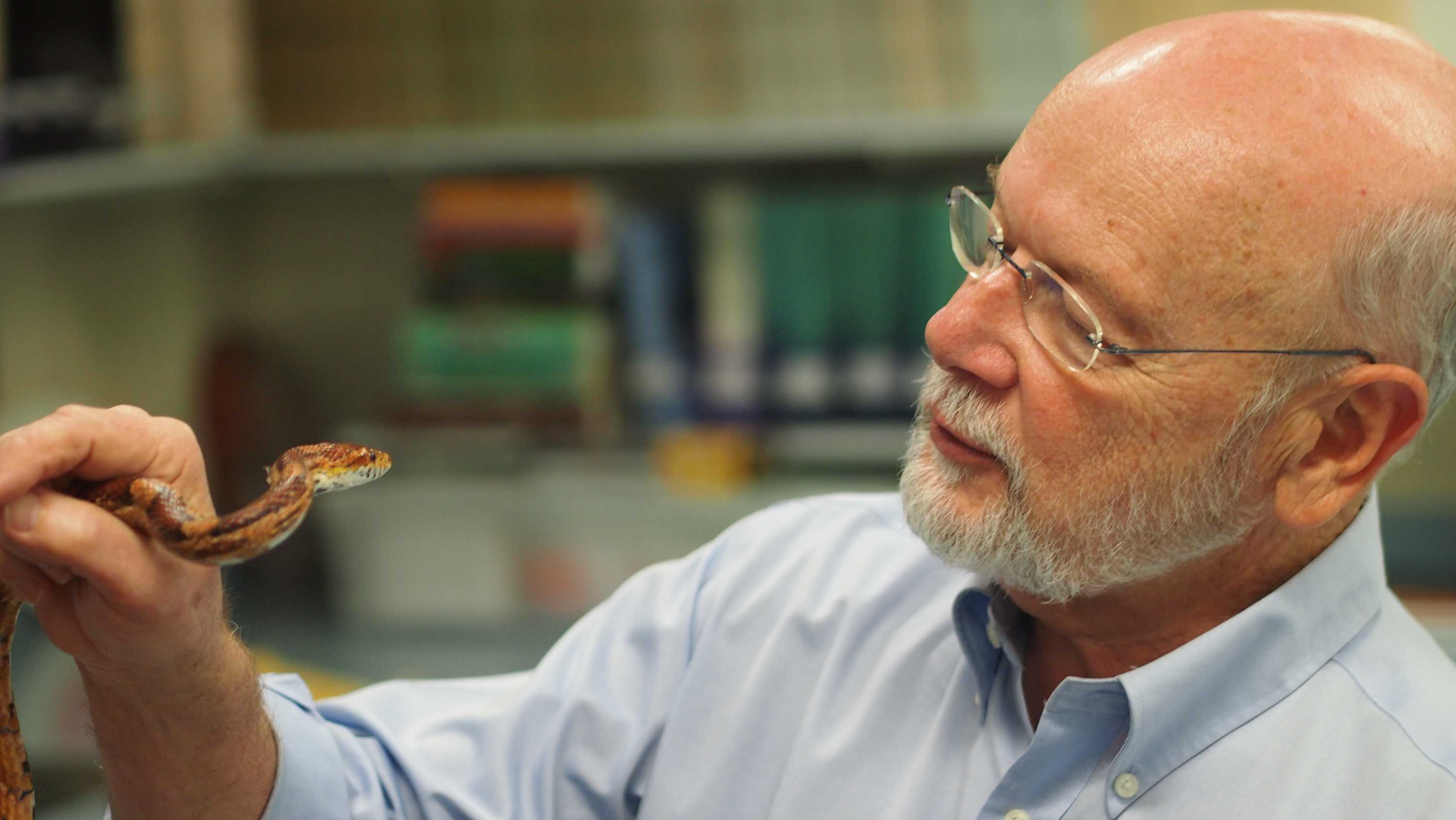 Older man, wearing glasses examining snake he's holding in his hands. 