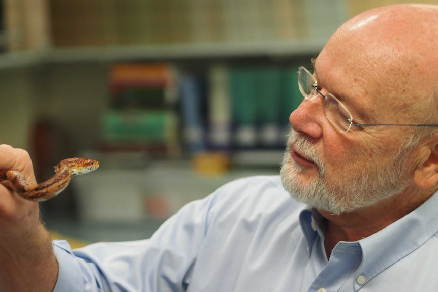 Older man, wearing glasses examining snake he's holding in his hands. 