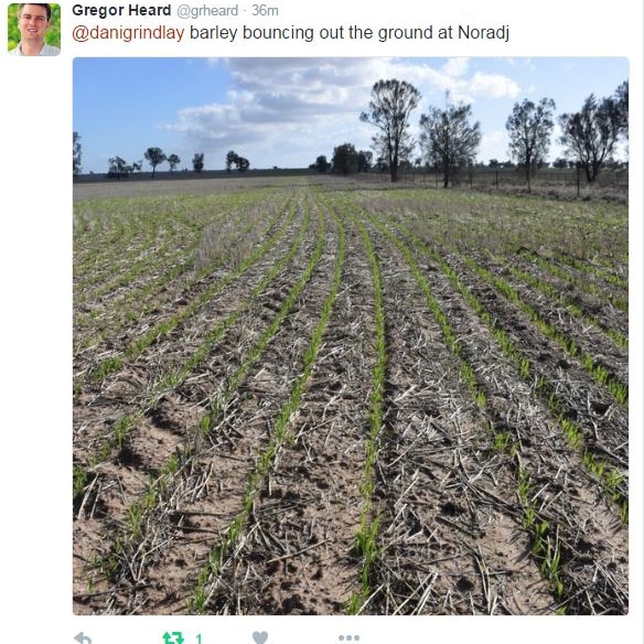 Gregor Heard tweets a photo of barley crops in Noradjuha