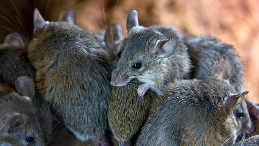 five mice on top of each other