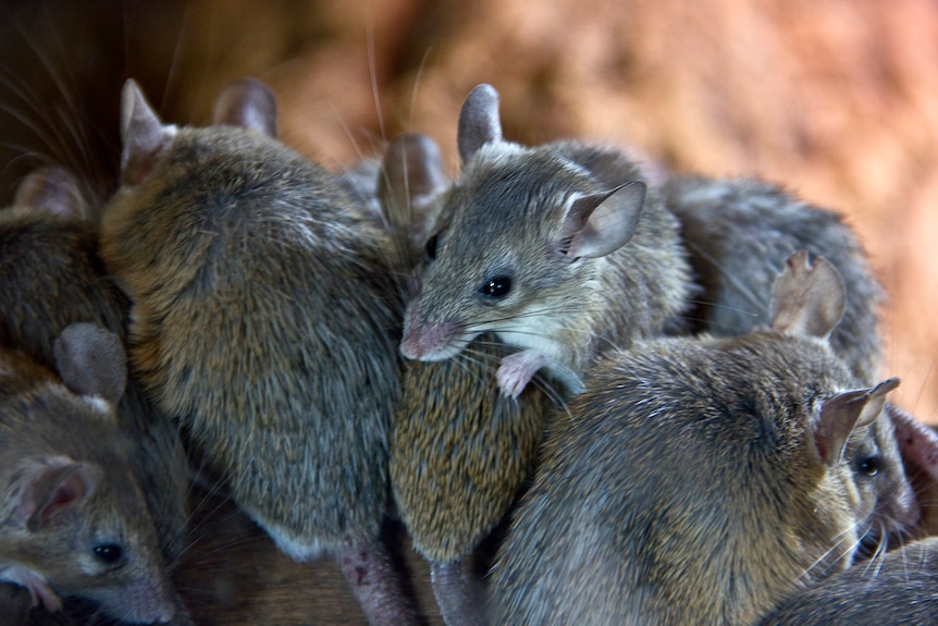 five mice on top of each other