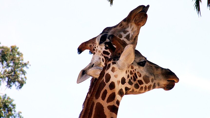 Dutch zookeepers have found pop music can help their giraffes through the night of New Year's fireworks (file photo)
