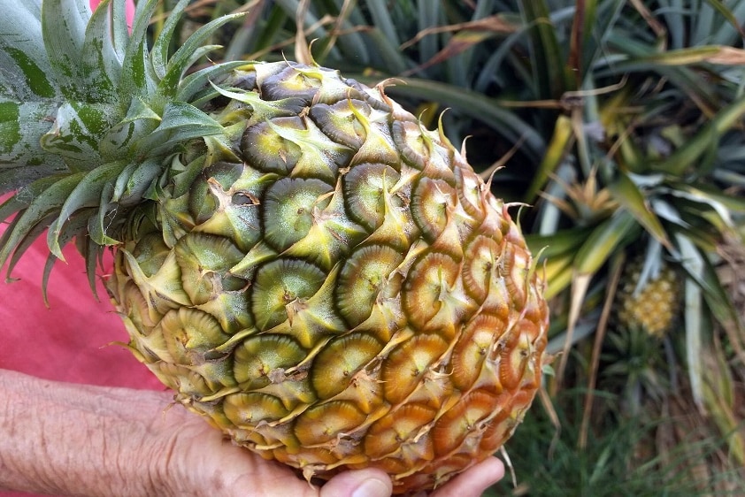 A person holding a pineapple.