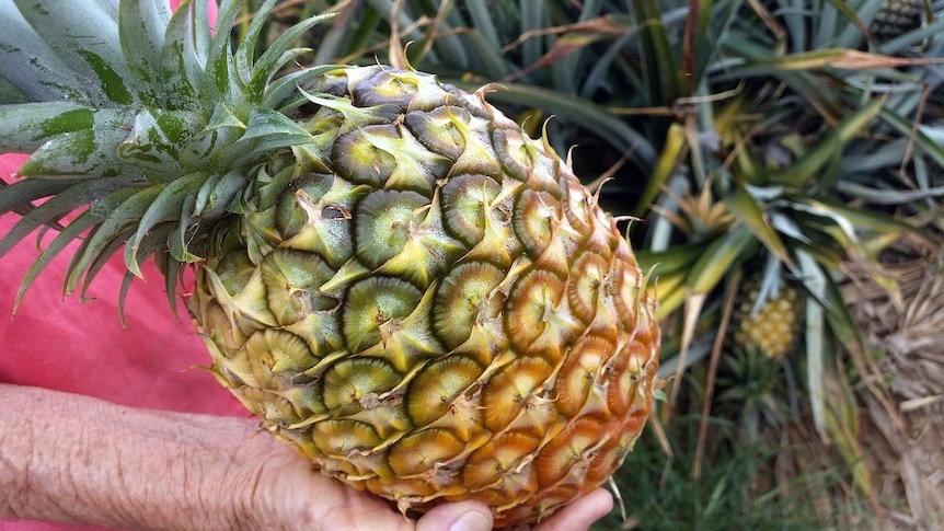 A person holding a pineapple.