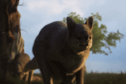 A kangaroo with a short, stubby face walks like a tyrannosaurus rex