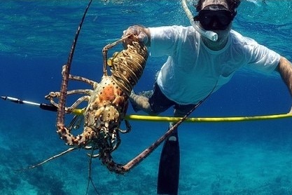 diver with lobster