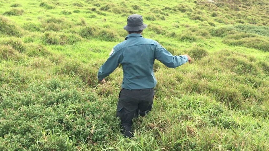 Man walking through thick green grass on Gabo island