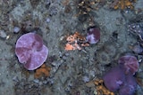 Purple sponges on the sea floor