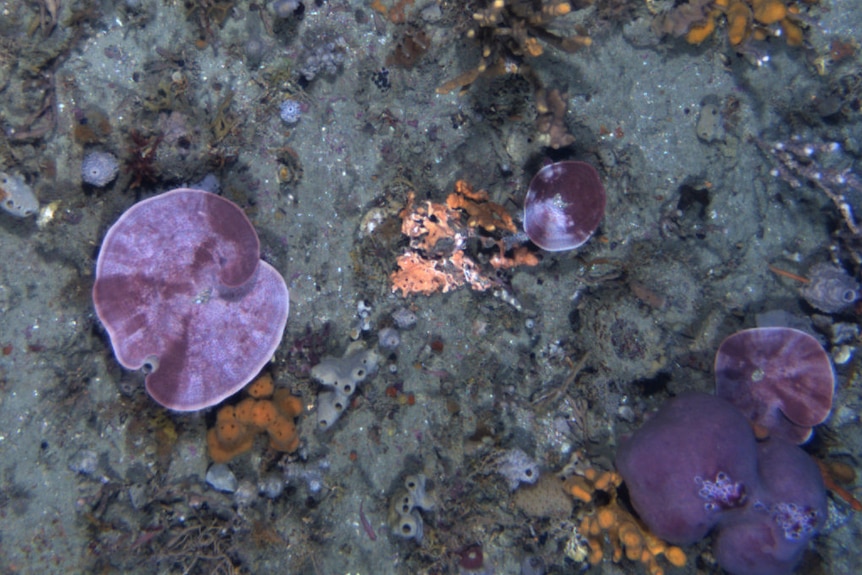 Purple sponges on the sea floor