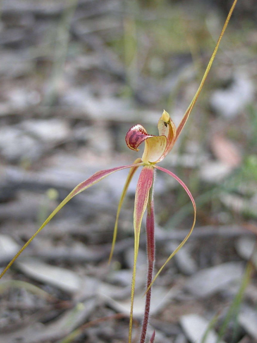 A red flower in the Australian bush